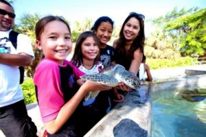 Turtle Center